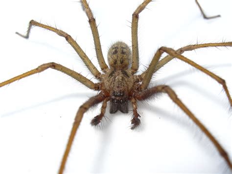 BugBlog: Agelenidae: funnel weaver spiders