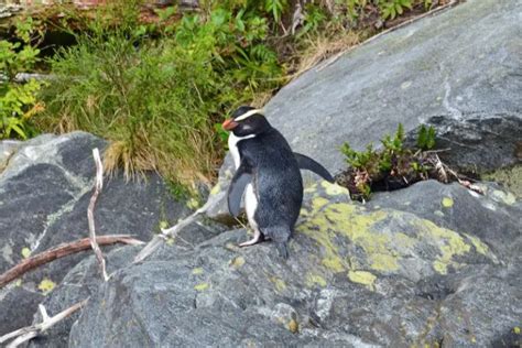 12 Fascinating Facts About Fiordland Penguins [#4 is Hard to Believe ...