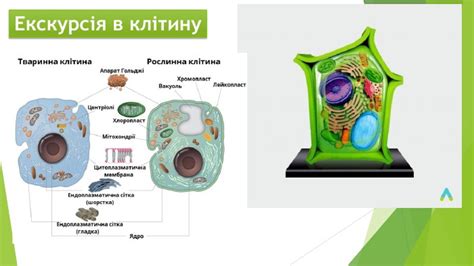 Як живуть і чим відрізняються бактерії