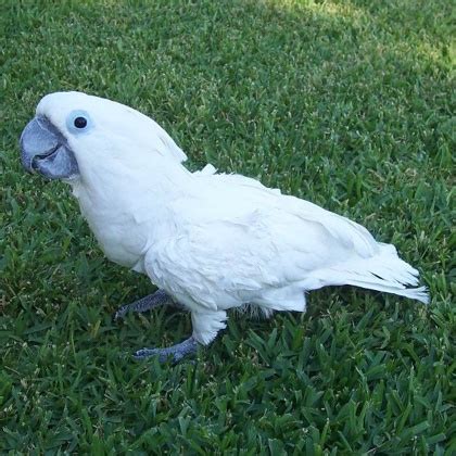 Cute And Playful Baby Sulphur Crested Cockatoo