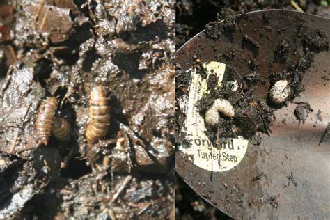 Good Bug Bad Bug In Compost