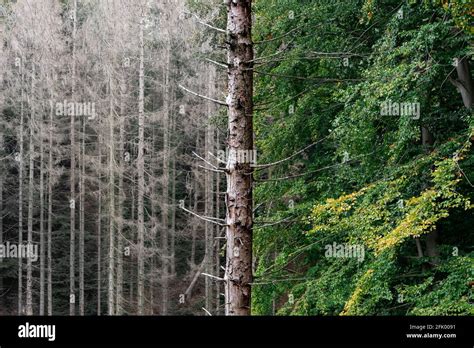 Bosques De Con Feras Fotograf As E Im Genes De Alta Resoluci N Alamy