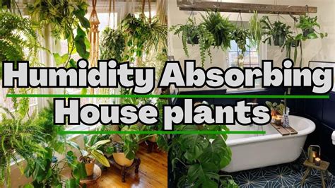 Humidity Absorbing Plants That Can Cool Your House In Summer Indoor