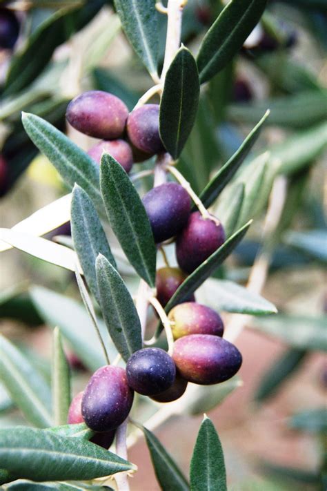 OLIVO LECCINO Piante Da Frutto In Vaso