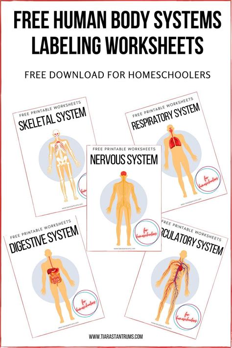 Human Body System Labeling Worksheets