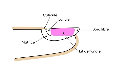 Les parties de l ongle différentes couches Nails Expert