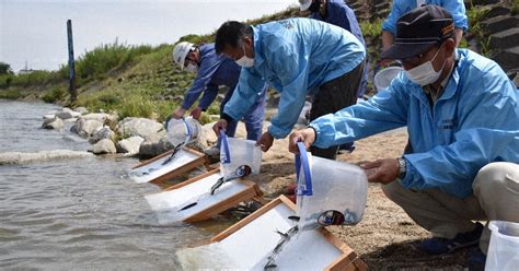 稚アユ元気に育って 漁業組合関係者ら 川西・曽我川へ放流 ／奈良 毎日新聞