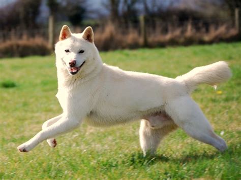 Korean Jindo Info, Temperament, Care, Training, Puppies, Pictures