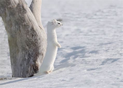 Stoat (Ermine) | Cute animal drawings, Stoat, Therapy animals