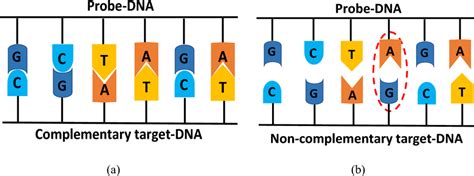 DNA hybridization process results a complementary target-DNA, b ...