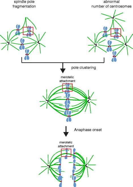 Transient Multipolar Spindles Favour The Formation Of Merotelic