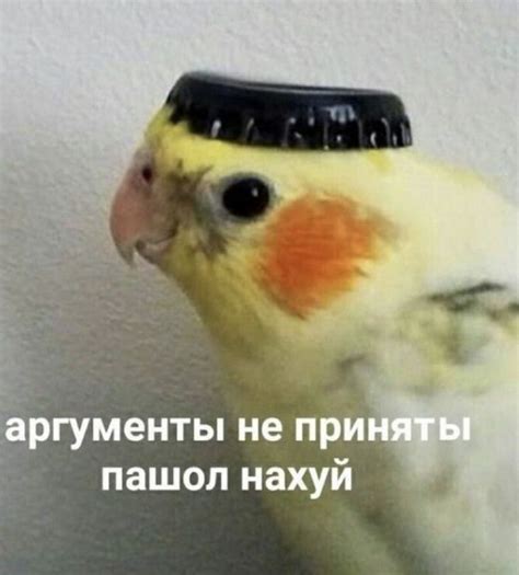 мем аргументы не приняты | Мемы, Веселые мемы, Смешные мемы