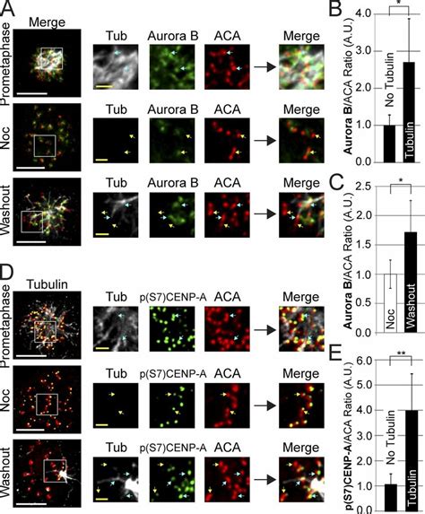 Centromere Aurora B Localization And Activity Is Enhanced By