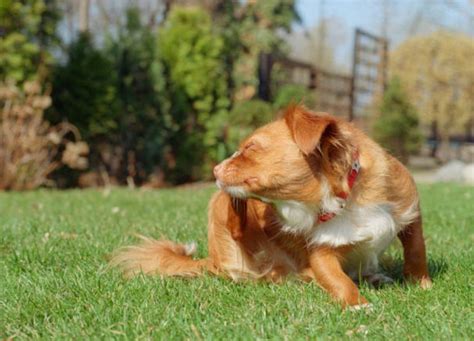 Il mio cane si gratta sempre ma non ha pulci perché e cosa fare