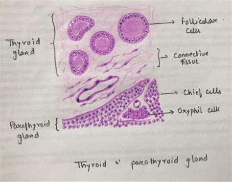 Thyroid And Parathyroid Gland Histology Gland Thyroid Gland Thyroid