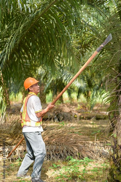 Senior Traditional Asian Palm Oil Farmer Pruning Palm Oil Fronds And