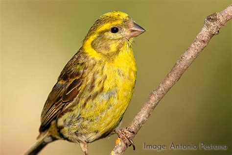 Woodland Bird Hide Wild Andalucia Birding Tours