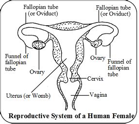 Human Female Reproductive System Biology Knowledgeuniverseonline