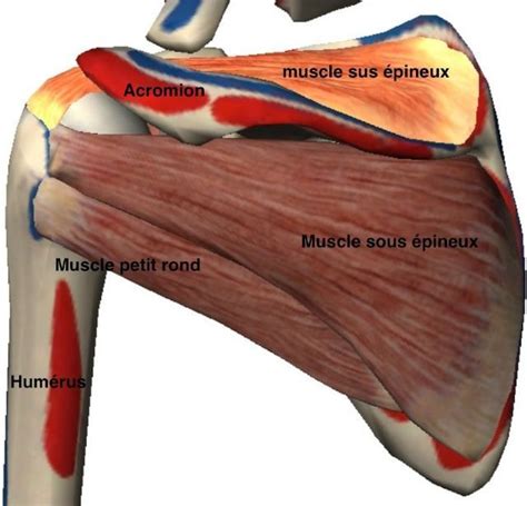 Anatomie De L Paule Comment Fonctionne L Paule Par L Unit De