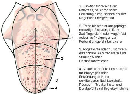 Seminar Zungendiagnose Berlin Klassische Zungendiagnostik