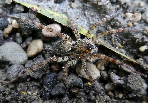 Wolf Spider Arctosa Littoralis Bugguide Net