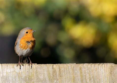 Robin Redbreast Empoleirado No Foto Gratuita No Pixabay Pixabay