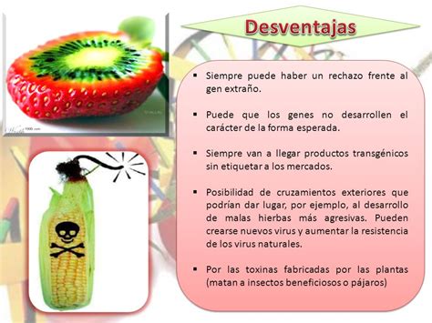 Ventajas Y Desventajas De Los Alimentos Transgénicos Diferenciando ...