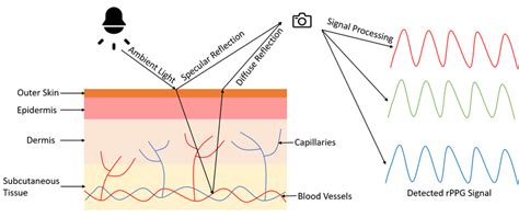 Principle Of Remote Photoplethysmography Rppg Based On The