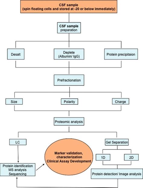 Circulation Of Cerebrospinal Fluid Flow Chart