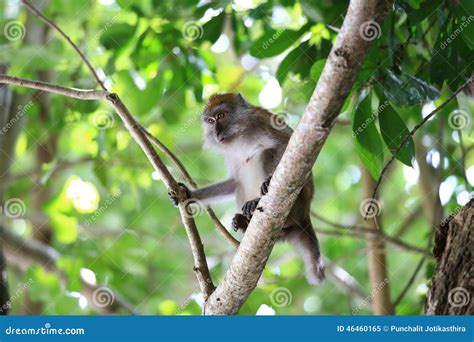 A Monkey in Natural Habitat, Playing and Moving Around, Rawi Island, Satun Province, Thailand ...