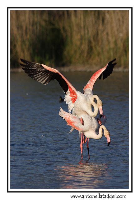 Flamingos Sex 2 Fenicotteri Phoenicopterus Ruber Great Flickr