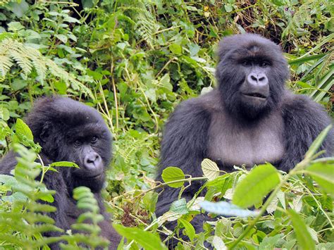 World Gorilla Day | Dian Fossey