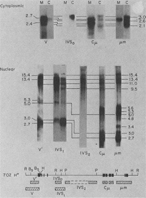 Northern Blot Analysis Of Z Rna Upper Panels Poly A Rna From