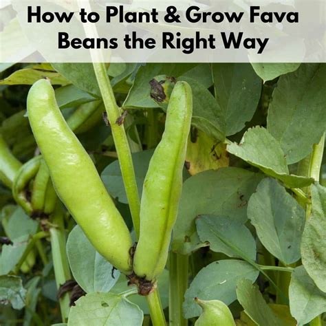 Hows To Plant A Fava Bean In The Soil Sc Garden Guru