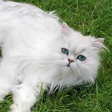 Milk And Oreo Are Two Absolutely Adorable Chinchilla Persian Twin Sisters