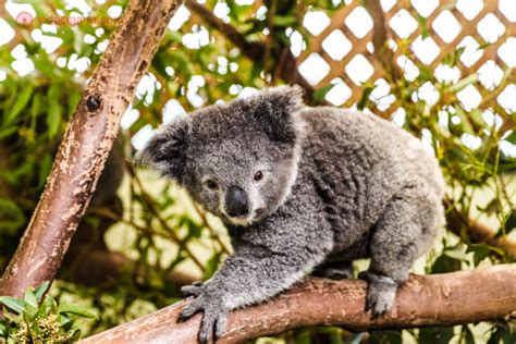 Os animais típicos da Austrália são a grande atração do país