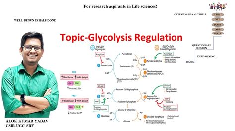 Regulation of Glycolysis - YouTube