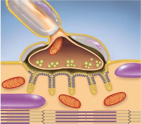 Neuromuscular Junction Diagram Diagram Quizlet