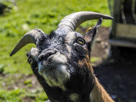 Goat Close Up Portrait Looking At You Stock Image Image Of Grass