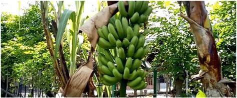 Tak Banyak Yang Tahu Ini Cara Agar Pisang Lebih Manis Dan Besar Dari