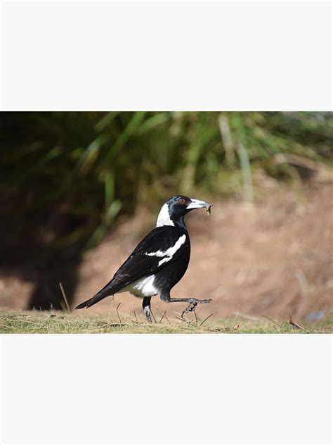 Australian Magpie Sticker For Sale By Jenniferranimay Redbubble