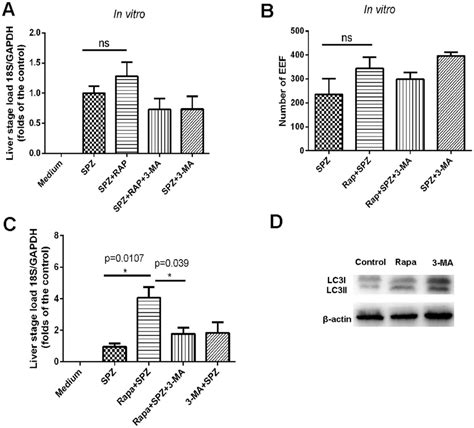 The Effect Of Rapamycin Induced Hepatic Autophagy On Liver Stage