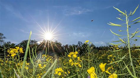 Endlich Kommt Der Sommer Im Laufe Der Woche Ber Grad In