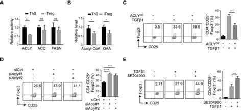 ACLY Ubiquitination By CUL3 KLHL25 Induces The Reprogramming Of Fatty