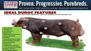 Duroc Pig Characteristics