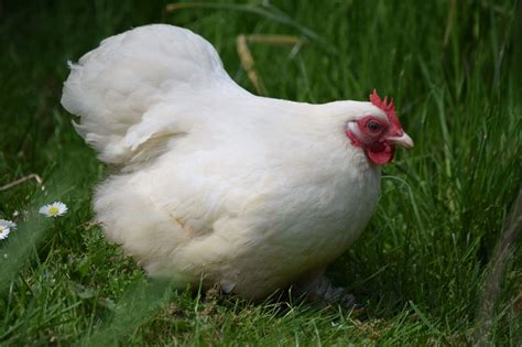 Pekin Bantam For Sale Chickens Breed Information Omlet