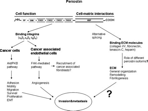 The Role Of Periostin In Cancer The N Terminal Region Of The Protein