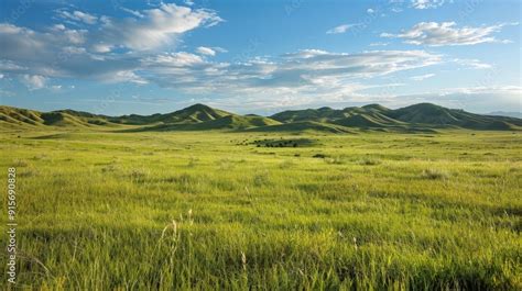 Describe The Different Types Of Grassland Ecosystems What Are The Unique Features Of Temperate