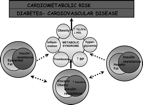 Ectopic Fat And Cardiovascular Disease What Is The Link Nutrition