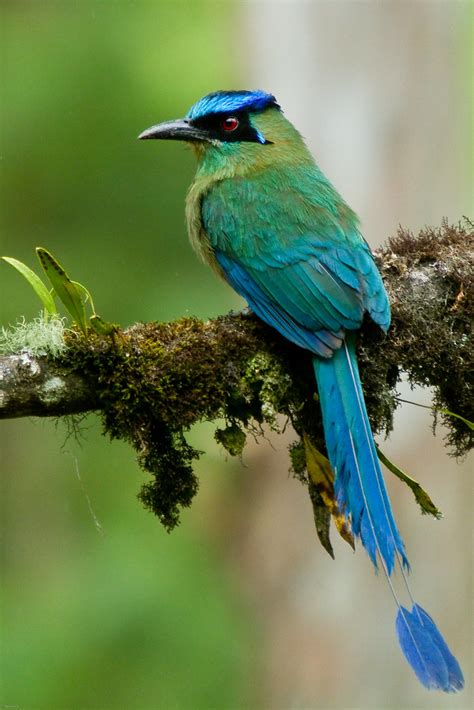 Barranquero Momotus aequatorialis Suroeste Antioqueño Flickr